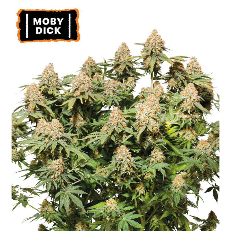 Seedstockers mobydick FEM x5