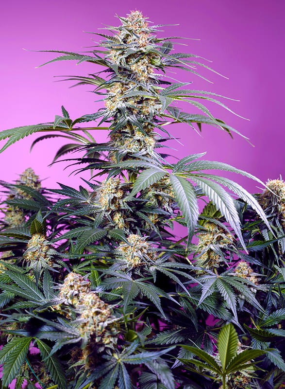Sweet seeds monster maker fem x3+1