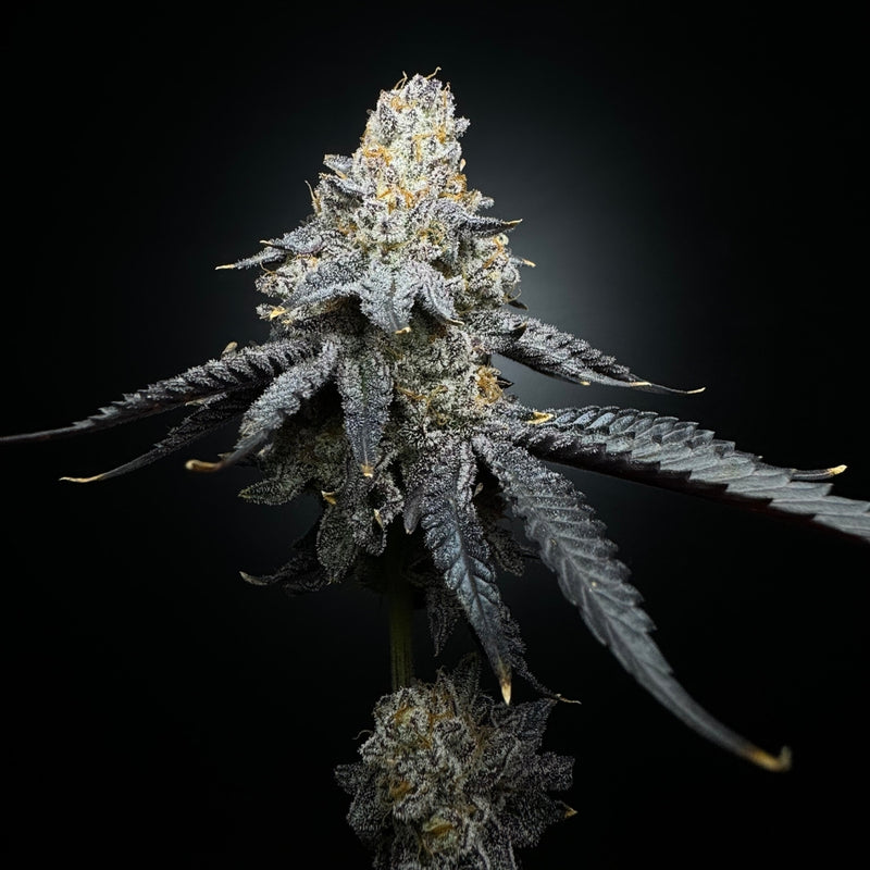 SHUGA SEEDS nesquik regular x5