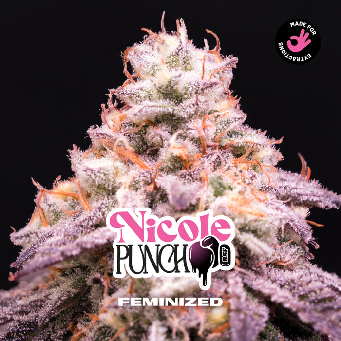 Nicole punch fem x4 bsf seeds