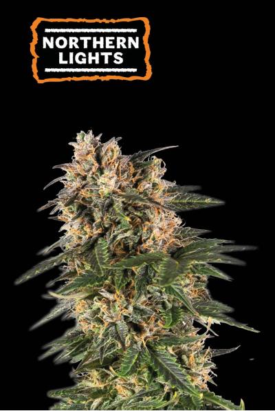 Seedstockers northern light Auto X5