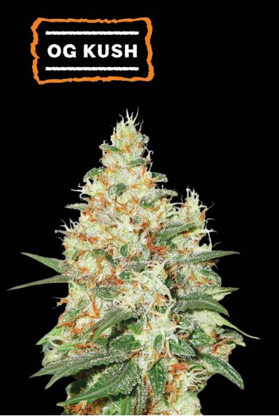 Seedstockers OG Kush Auto x5