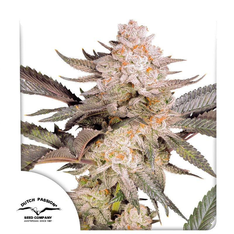 Dutch passion orange bud 2.0 fem  x3