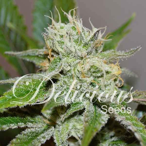 delicious seeds ORIGINAL JUAN HERER ® FEM X3