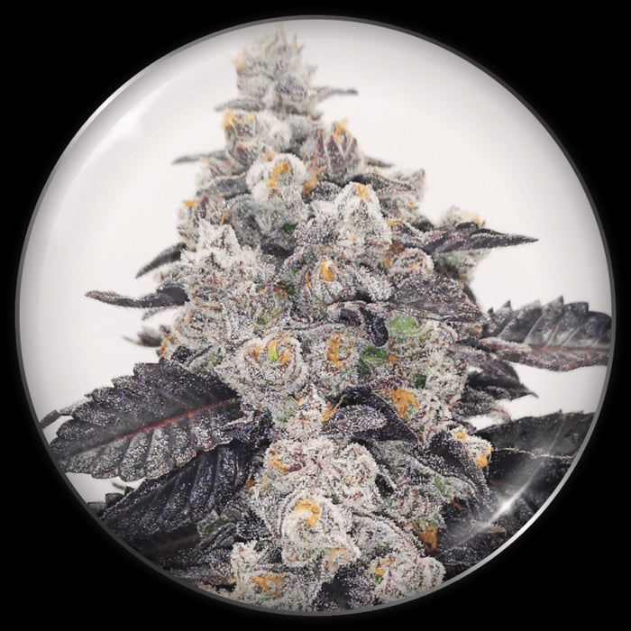 Medical seeds pink sherbet fem x3+2