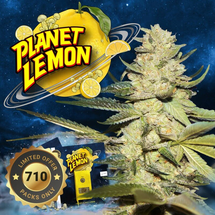 T.H seeds planet lemon x2 fem