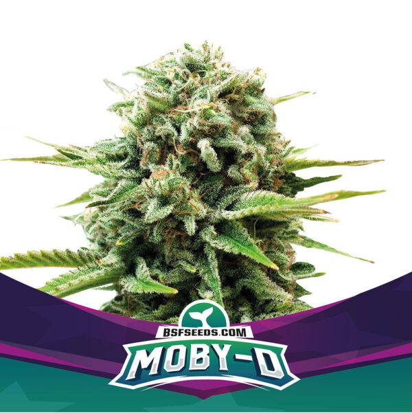 Moby D fem x4 bsf seeds
