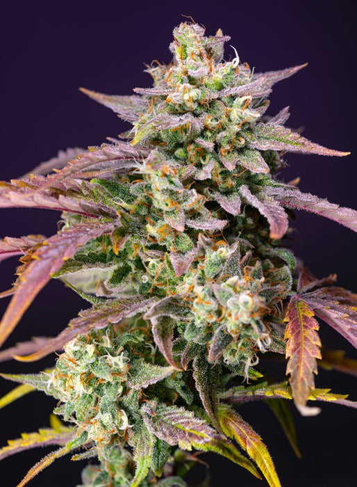 Sweet seeds Auto® Purple Punch OG XL  x3+1