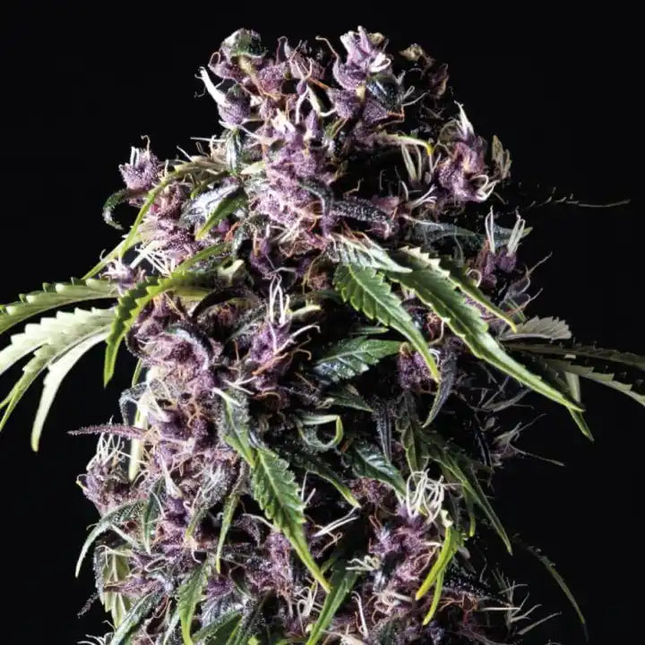 Pyramid purple FEM x3+1