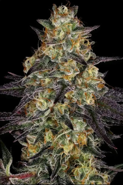 Paradise seeds El dorado OG fem x3