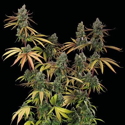 seedstockers Sagrada amnesia Fem x3+2