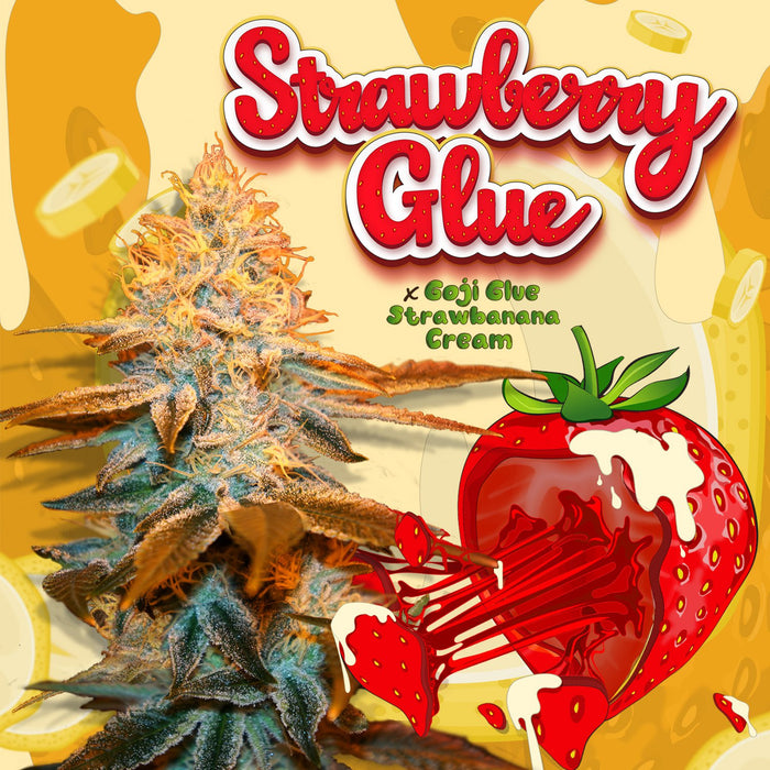 T.H seeds strawberry glue x2 fem