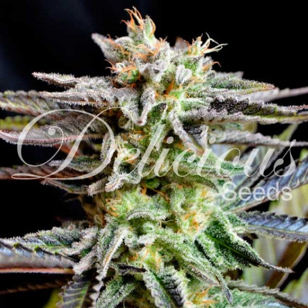 Delicious seeds SUGAR BLACK ROSE ® FEM X3 2x1