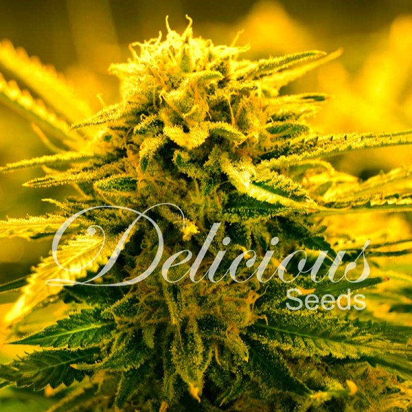 Delicious seeds SUGAR BLACK ROSE ® AUTO X3