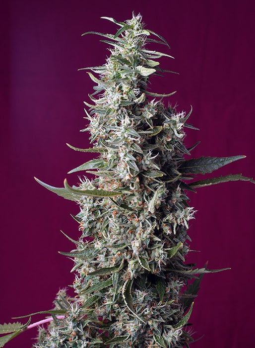 Sweet seeds cherry pie fem x3+1