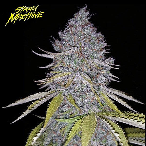 Strain machine TROPICANNA LEMON fem x3+1