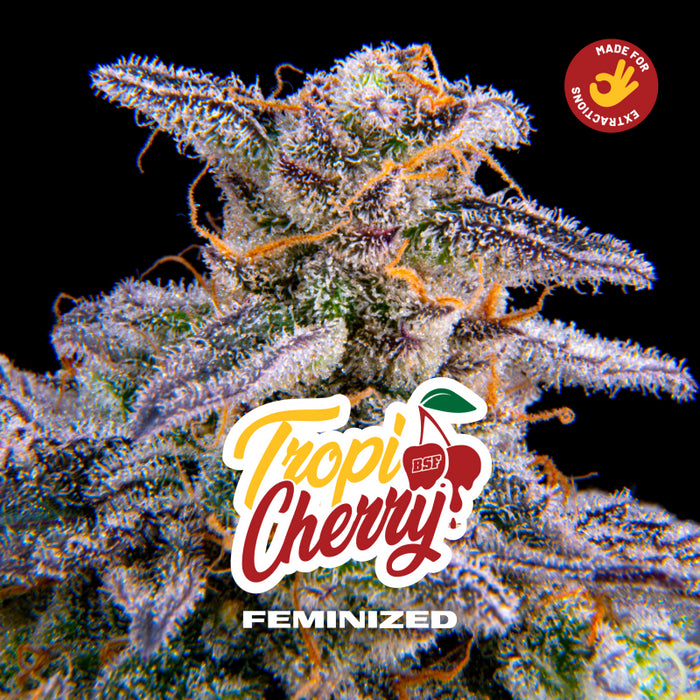 Tropi cherry fem x2 bsf seeds