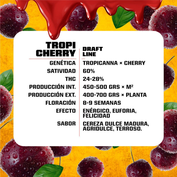 Tropi cherry fem x2 bsf seeds