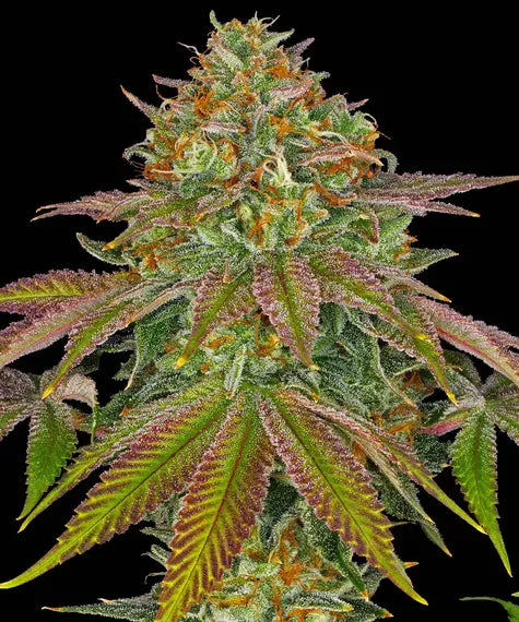 barneys farm  WEDDING CAKE fem x3