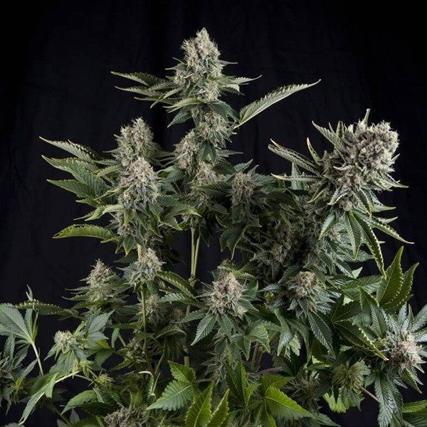 Pyramid white widow fem x3+1