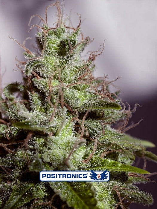 Positronics auto supercheese x5