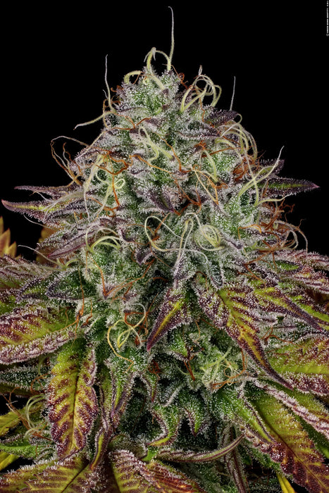 Paradise seeds apricot candy fem x3