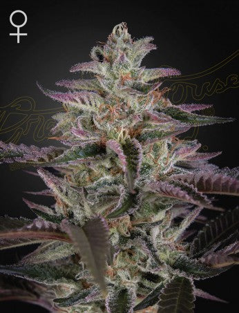 Green house Banana Krumble fem x3