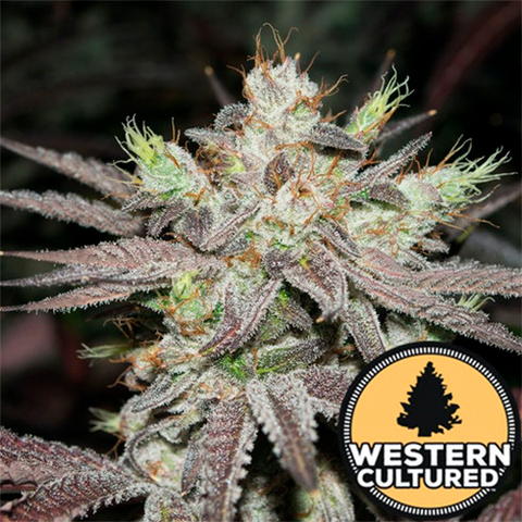 western cultured cascade connie x3 fem