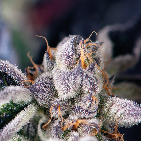 pyramid cookies USA x3+1 fem
