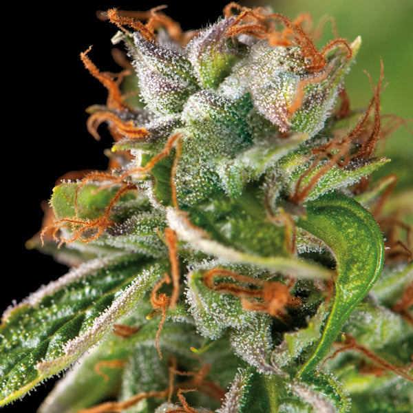 pyramid double og haze x3+1 fem