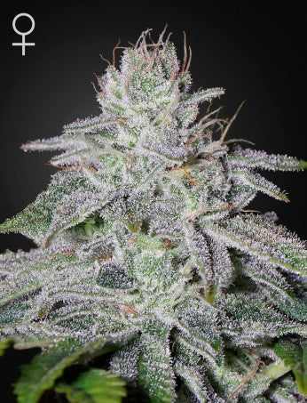 Green house FRANCO'S LEMON CHEESE fem x3