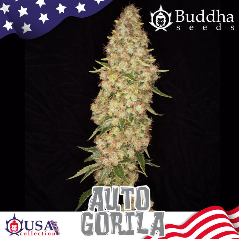 buddha seeds GORILA auto x3