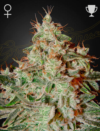 Green house lemon skunk fem x3