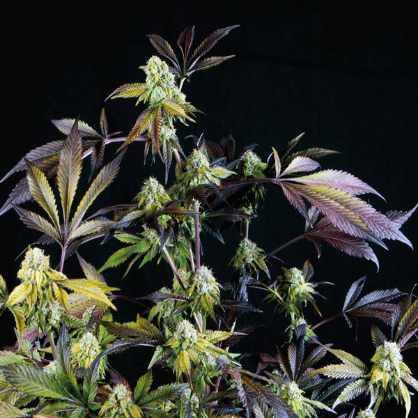 pyramid sunset sherbet x3+1 fem
