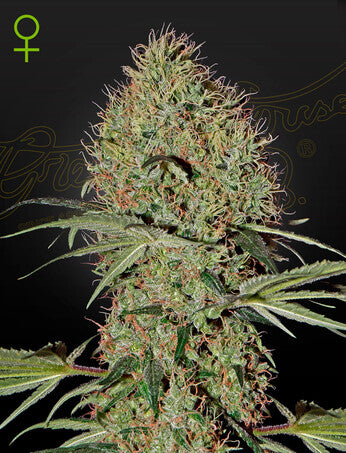 Green house auto super bud x3