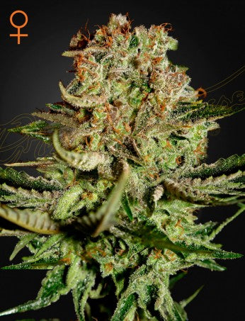 Green house super bud fem x3