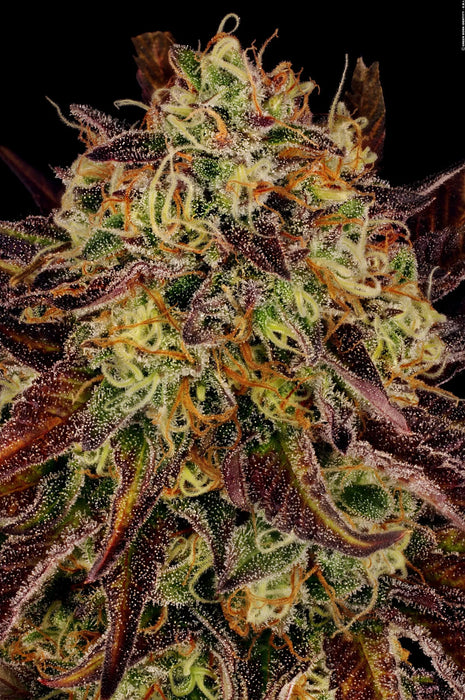 Paradise seeds tangerine sorbet fem x3