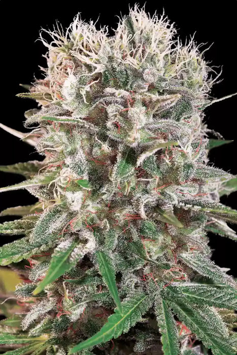 Paradise seeds wappa fem x3