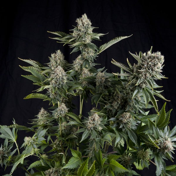 Pyramid white widow fem CBD 3+1