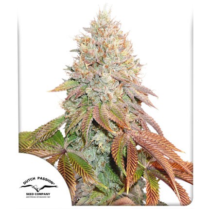 Dutch passion auto banana blaze  x3