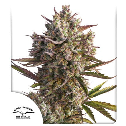 Dutch passion Auto Blueberry® x3