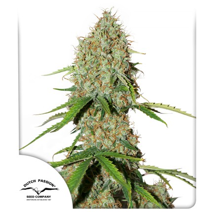Dutch Passion auto brooklyn sunrise x3