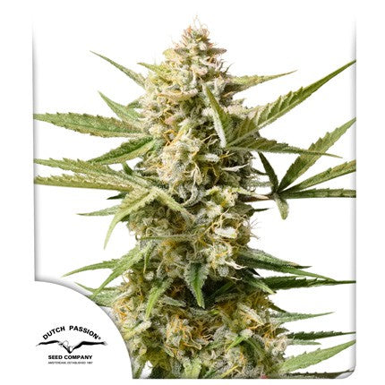 dutch passion auto cinderella jack  x3