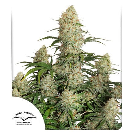 dutch passion auto critical orange punch x3