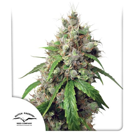 dutch passion auto euforia x3