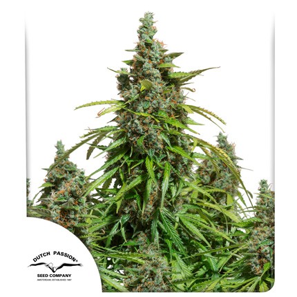 dutch passion auto mazar x3