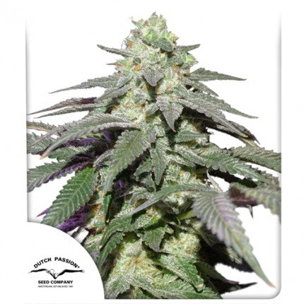 Dutch passion auto skywalker haze   x3