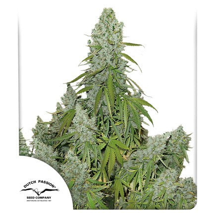 Dutch passion auto ultimate x3