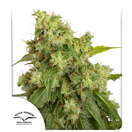 Dutch passion auto xtreme  x3