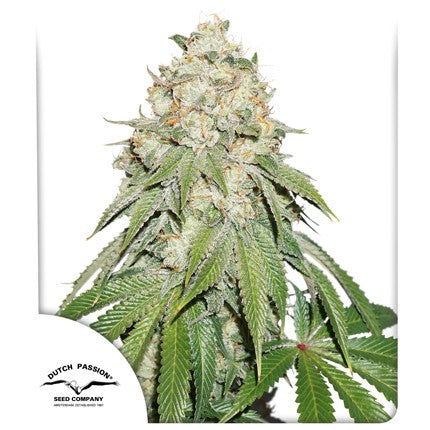 Dutch passion banana blaze fem x3
